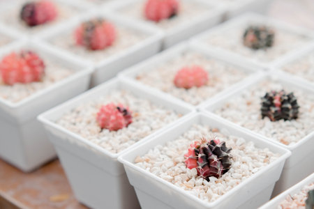 Selective focus on colorful cactus (gymnocalycium) in white jar mud within nursery plant farmの写真素材