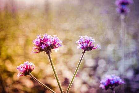 Selective focus magenta and violet purple little flowers in sunlightの写真素材
