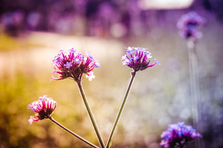 Magenta and violet purple little flowers in sunlight over blur background