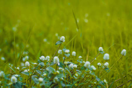 Selective focus Green grass and little white wild flowers meadow with soft style. Blossoming Tiny Wild White Flower Eriocaulaceae.の写真素材