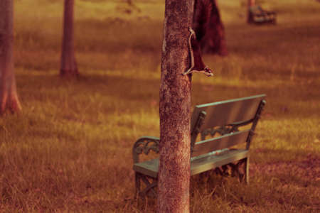 Squirrel cute adorable small animal going down by a tree in park. Wildlife Animals picture. Vintage toneの写真素材