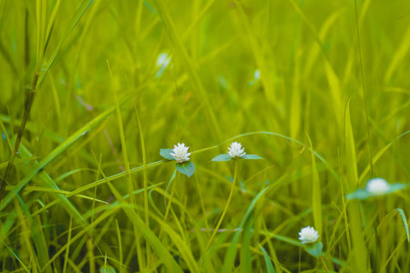 Selective focus Green grass and little white wild flowers meadow with soft style. Blossoming Tiny...