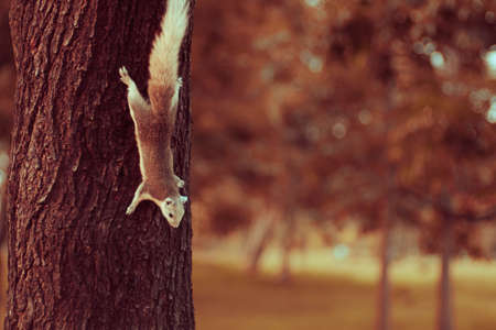 Squirrel cute adorable small animal going down by a tree in park. Wildlife Animals picture. Vintage toneの写真素材