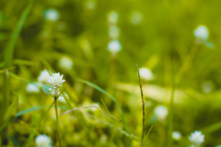 Selective focus Green grass and little white wild flowers meadow with soft style. Blossoming Tiny Wild White Flower Eriocaulaceae.の写真素材