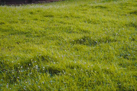 Sunlight shine through Green Spring Park with fresh grass and trees. Beautiful nature backgroundの写真素材