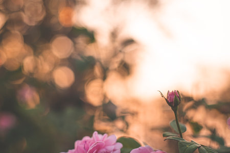 pink rose in garden, bright sunset light, floral background. Selective focus.の写真素材