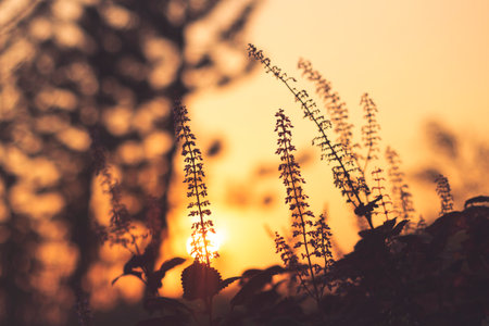 Grass flower close up soft focus a little wild flowers grass in sunrise and sunset backgroundの写真素材