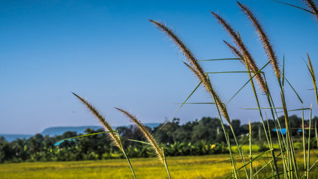 wild grasses close up harvest yellow field backgroundの写真素材