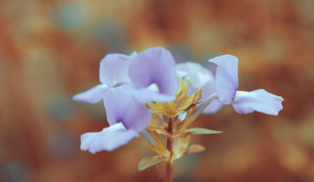 Selective focus Butterfly pea flower tea. Blue tea flowerの写真素材