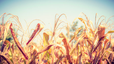 Dried Corn Field Background. Dried Corn Field Background. abstract agriculture harvest product.の写真素材