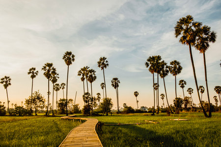 Beautiful wooden Bamboo bridge among the tropical palm trees at sunsetの写真素材