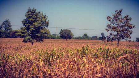 Dried Corn Field Background.の写真素材
