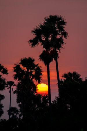 Silhouette Sugar  palm trees on paddy field in Thailand at sunsetの写真素材