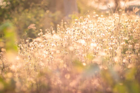Soft focus Romantic nature wild grass flower. Summer meadow wild flower blooming with sunflareの写真素材