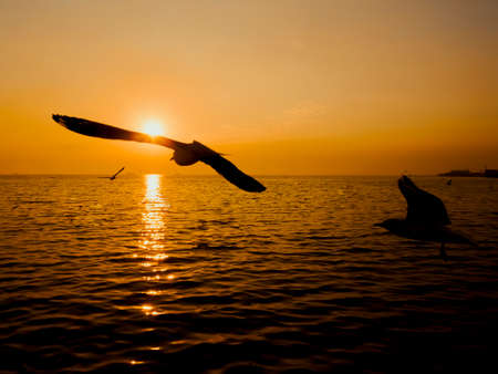 Sunset Sea Bird Silhouette sunset.Silhouette bird flying photography Sea. Minimal photographyの写真素材