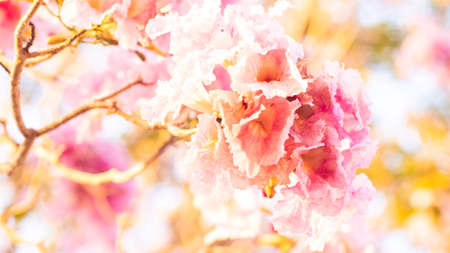 selective focus of pink flowers in bloom. Best spring Backgroundの写真素材