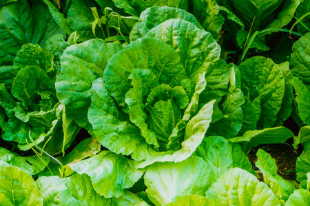 Close up Vegetable Garden Vegetable Greenhouse Lettuce agriculture healthy organic industryの写真素材