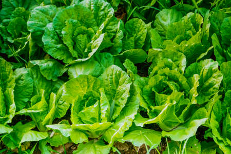 Close up Vegetable Garden Vegetable Greenhouse Lettuce agriculture healthy organic industryの写真素材