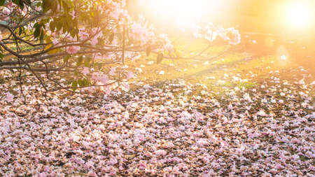 Romantic cherry blossom  fallen on ground on nature background in Spring sunlightの写真素材