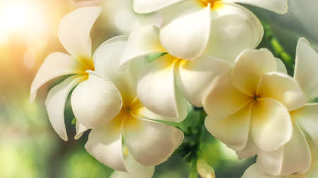 Soft focus Tropical flowers frangipani (Plumeria) . Beautiful white Plumeria rubra flower in summer sunlightの写真素材