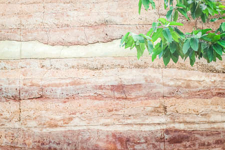 Abstract nature Soil patterned layer of clay soil for the background.の写真素材