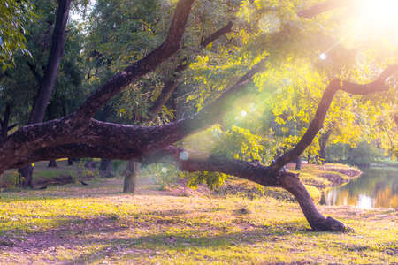 forest in morning. Sun rays shine through branches of trees. tree in morning light at forest. Sunlight rays shine through branches of trees. Morning moodの写真素材