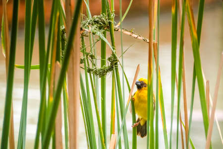 Asian Golden Weaver perching on grass stem in paddy field. Ploceus hypoxanthus bird in tropical forestの写真素材