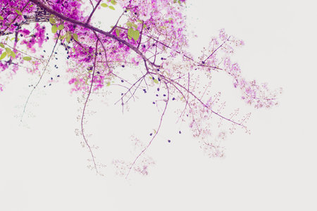 Selective focus  jacaranda violet flowers on branches isolated on white background. Spring summer nature landscape backgroundの写真素材