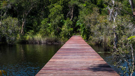 Wooden pathway in deep green forest lake. Beautiful wooden path trail for nature trekking with lakes and forest landscape Rayong Provincial East Plant Center Thailandの写真素材