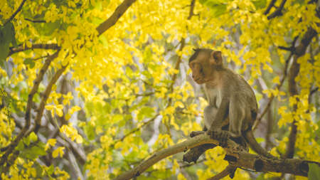 Portrait baby macaque on a Cassia fistula tree branch in  Thailand, South east asia. Yellow flowers of spring, happiness background concept.の写真素材