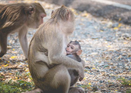 Mother and her baby monkey.  monkeys macaque in  Thailand, South east asia. happiness background...