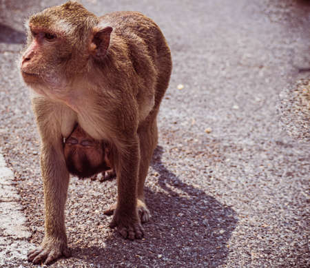 Mother and her baby monkey.  monkeys macaque in  Thailand, South east asia. happiness background concept.の写真素材