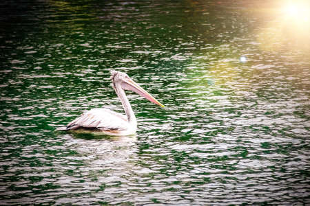 An American White Pelican swimming. a pelican bird swimming on the ocean surfaceの写真素材