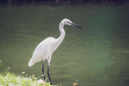 Portrait of A white heron bird stands white black long leg next the pond.の写真素材