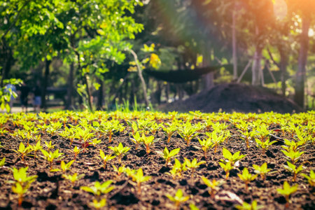 Young plant in rows. Organic Farm Field  Vegetables in a row sunlight of summer in the background. agriculture and farmland.の写真素材