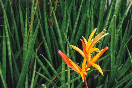 Tropical Flower Heliconia. tropical leaves colorful flower on dark tropical foliage nature...