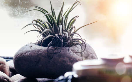 Indoor tree in a pot interior decoration. Japanese garden Zen style.の写真素材