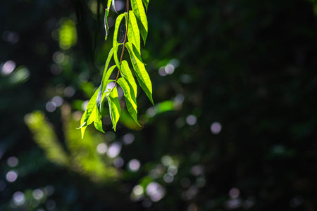 Close up green Fern leaf with water backgroundの写真素材