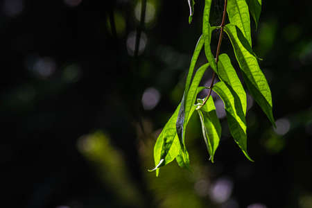 Close up green Fern leaf with water abstract nature backgroundの写真素材