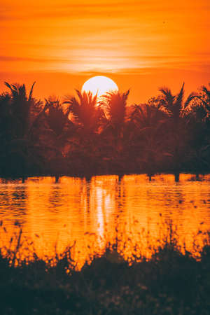 Silhouette of Palm tree at sunset time orange sky. Golden sun sunset abstract season weather.の写真素材