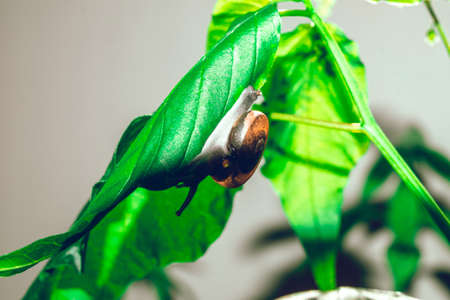 Hand hold leaf with nail in shell crawling on tree in gardenの写真素材