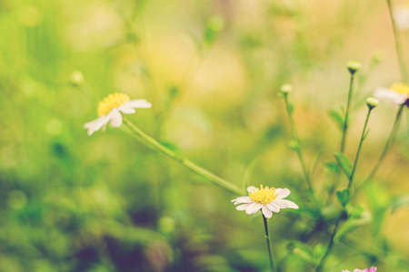 Soft focus of white daisy flowers nature background abstract field and meadow nature environmentの写真素材