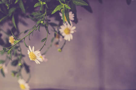 Soft focus of white daisy flowers plant and tree garden nature background decorationの写真素材