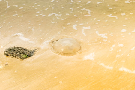 Jellyfish on the sand beach rainy season animal wildlife in sea and oceanの写真素材