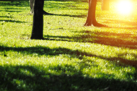 Beautiful morning light in public park with green grass field and green fresh tree plantの写真素材