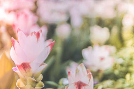 Spring white pink flower Siam tulip Curcuma Sessilis in summer  timeの写真素材