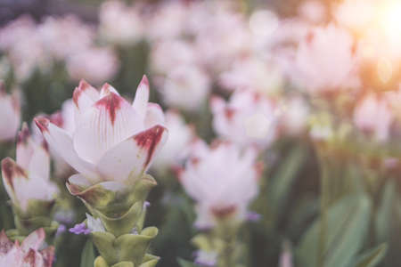 Spring white pink flower Siam tulip Curcuma Sessilis in summer  timeの写真素材