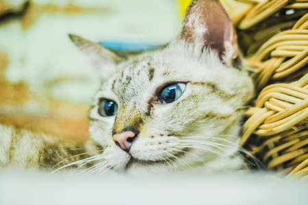 Portrait of brown mackerel young tabby cat adorable pet friendの写真素材