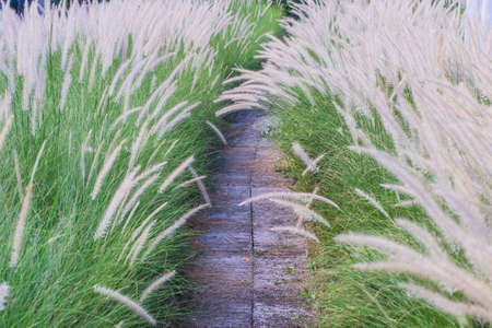 Path way and Field of Wild Wheat Grass nature backgroundの写真素材