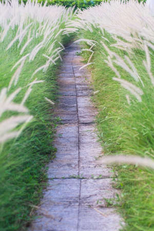 Path way and Field of Wild Wheat Grass nature backgroundの写真素材